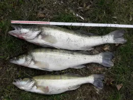 Dreetzsee (Teschendorf)