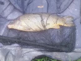 Mittlerer See (Teningen)