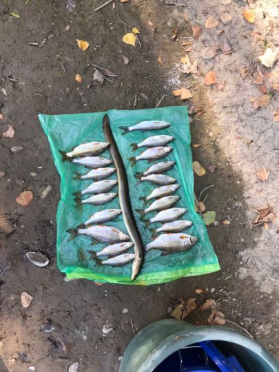 Sondernheimer Altrhein-2