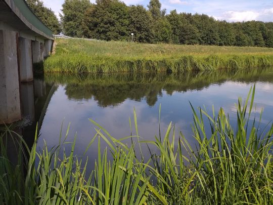 Südumfluter (Burg/Spreewald) angeln
