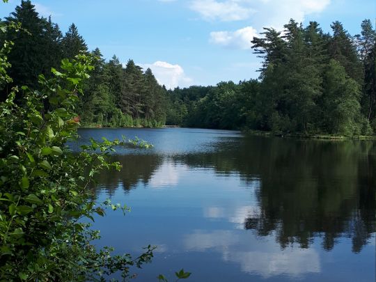 Waldsee Lopau