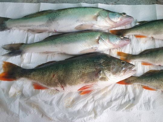 Kühlsee (Sandweier)