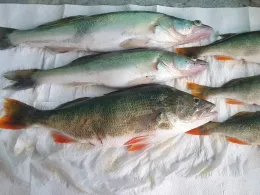 Kühlsee (Sandweier)