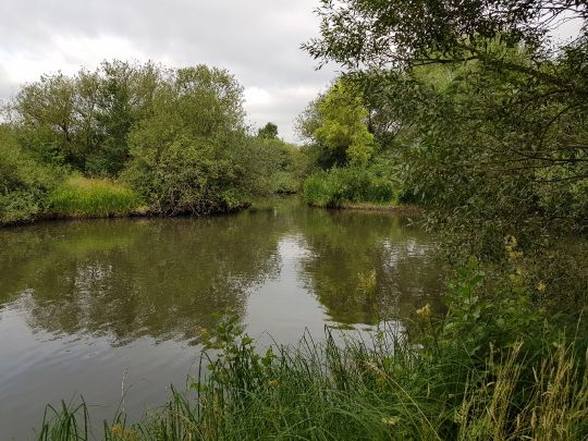 Holzenteich (Müden)-0