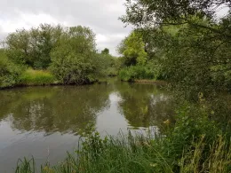 Holzenteich (Müden)-0