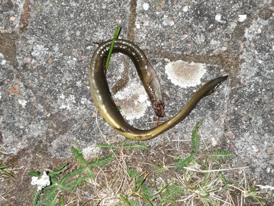 Lesum (Bremen-Grohn)-1