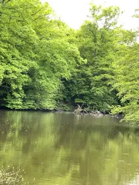 Aschbachweiher (Gersweiler)