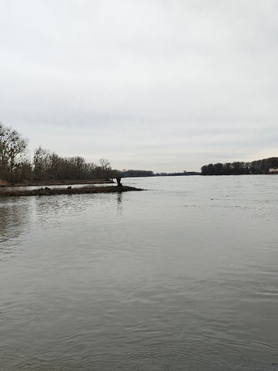 Rhein (Gimbsheim - Kühkopf)-3