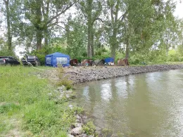 Rhein (Gimbsheim - Kühkopf)-1