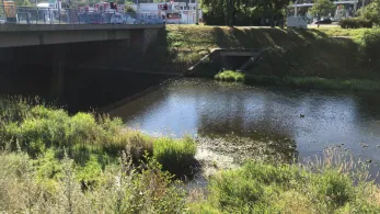 Weiße Elster (Plauen)