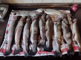 Forellenzucht Burgen