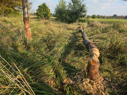 Gersprenz (Hergershausen)-2