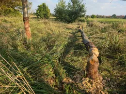 Gersprenz (Hergershausen)-2