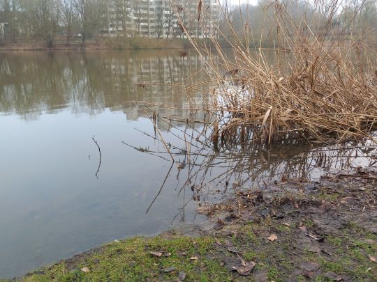 Neuhofer Teich (Reinfeld)-2