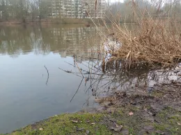 Neuhofer Teich (Reinfeld)-2