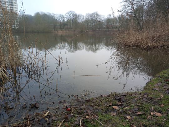 Neuhofer Teich (Reinfeld)-4