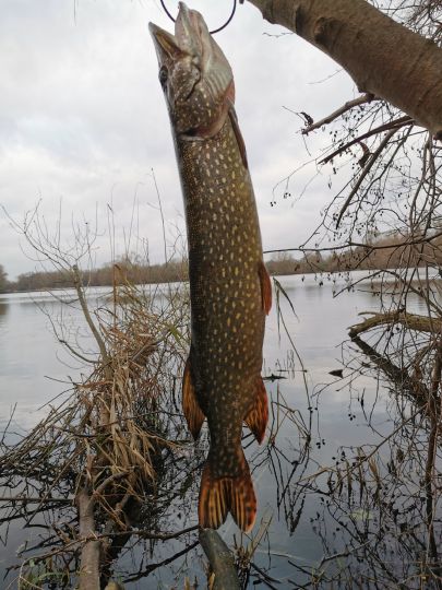 Großer Hemminger Teich-2