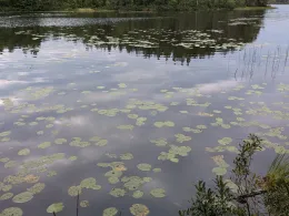 Stora Holmsjön (Småland)-1