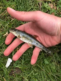 Weser (Bad Karlshafen)-1