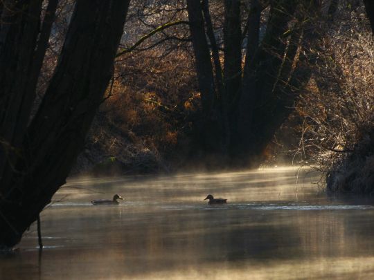 Schwarze Laber (Nittendorf)-2