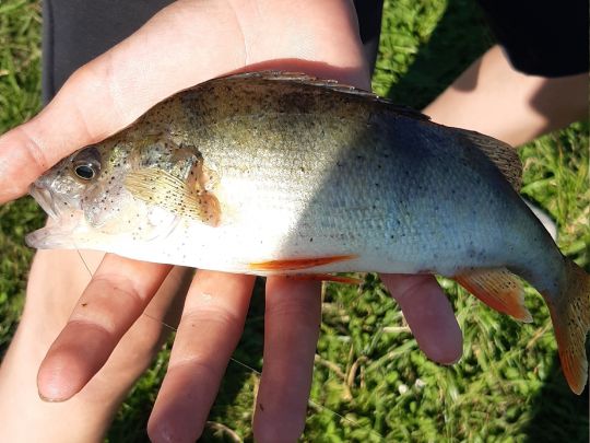 Schwarzach (Obermässing)