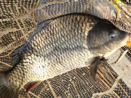 Laake (Löderburg)-2