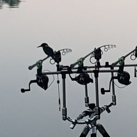 Bernsteinsee (Conneforde)-1