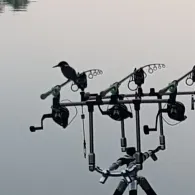 Bernsteinsee (Conneforde)-1