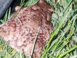 Gartenteich Rätzlingen-2