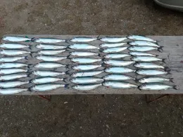 Rassower Strom (Vaschvitz)-3