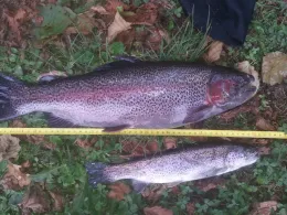 Sauerländer Anglerglück-3