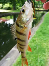 Oberbach/Tollense (Neubrandenburg)