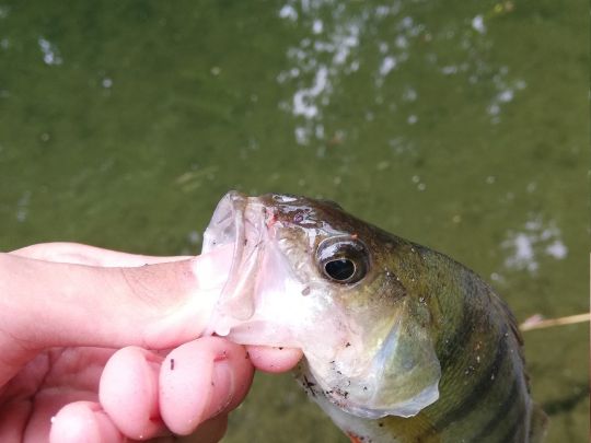 Oberbach/Tollense (Neubrandenburg)-3