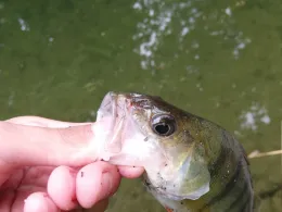 Oberbach/Tollense (Neubrandenburg)-3