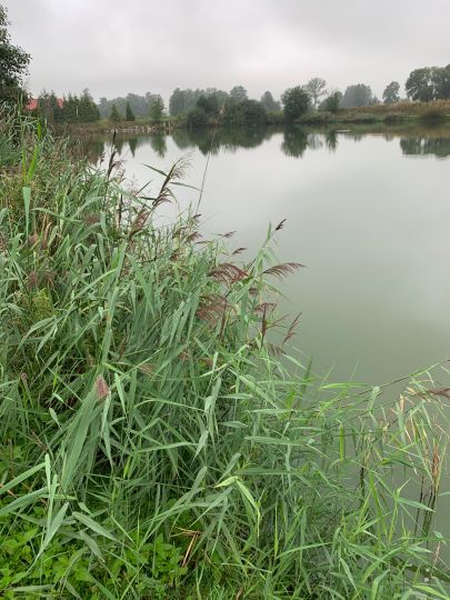 Staw Mionow-1