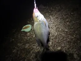 Elbe (Kunzwerda/Pülswerda)-3