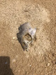 Indischer Ozean (Sri Lanka)