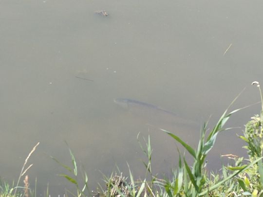 Glück im Winkel (Neufeld)-1