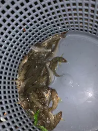 Baggerlöcher Stadt Breisach