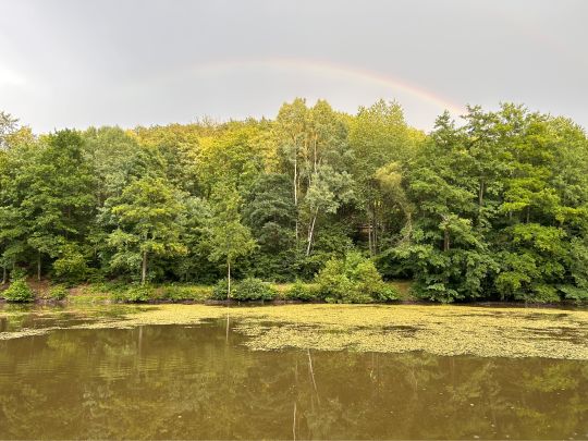 Schnepfenbachweiher (Neuweilnau)-2