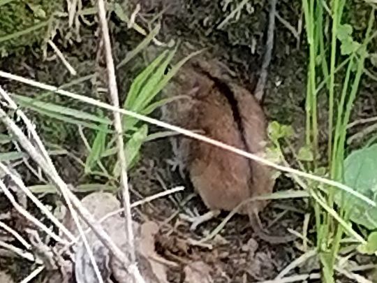 Unterer Romsdorfer Teich-2