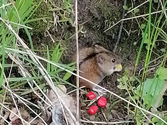 Unterer Romsdorfer Teich-4