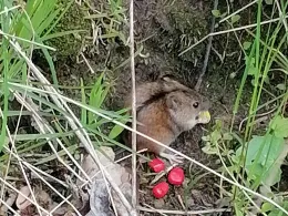 Unterer Romsdorfer Teich-4