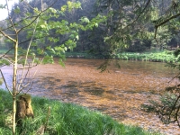 Angeln in Witzmannsberg