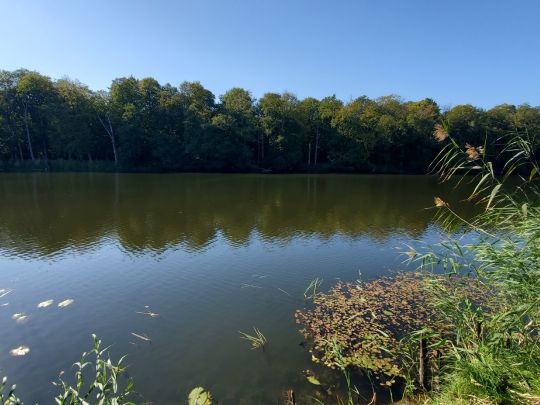Sumter See