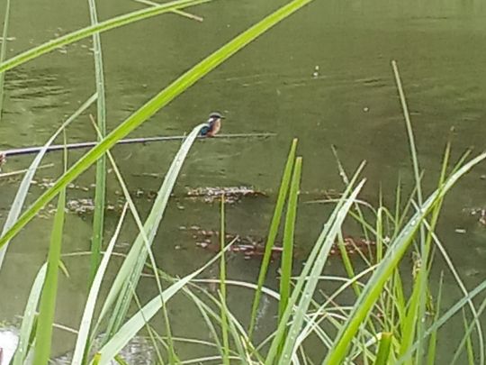 Handelshafen Magdeburg-3