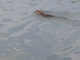 Philippsburger Altrhein