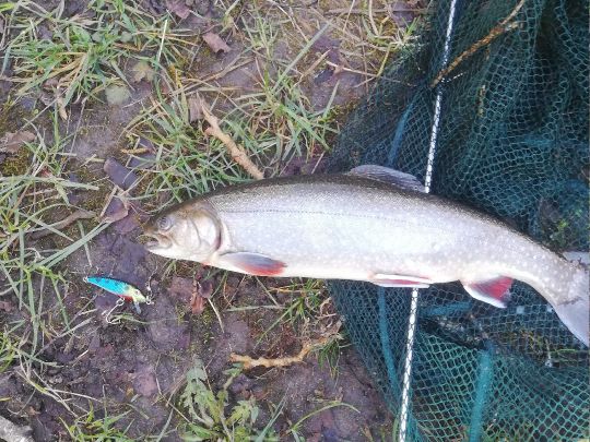 Amper (Haimhausen)-4