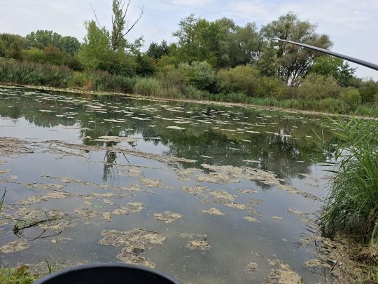 Wörthsee (Hügelsheim)