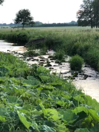 Goldbach (Hasbergen)-2